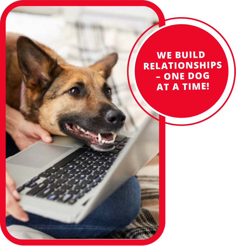 dog learning and watching a computer. Virtual training that is convenient and effective